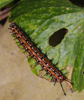 Variegated Fritillary caterpillar